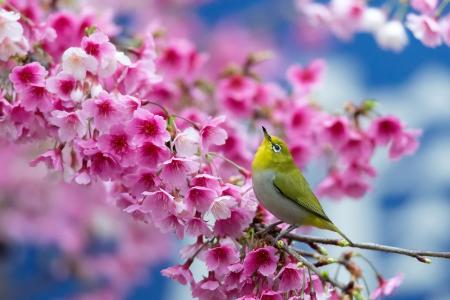 樱桃，樱桃，鲜花，鸟，日本白眼，春天，开花