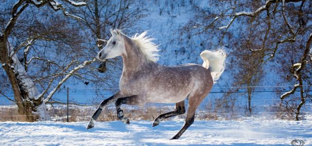 oliverseitz，动物，马，马，灰色，轮廓，坎特，运行，运动，恩典，笔，雪，冬天