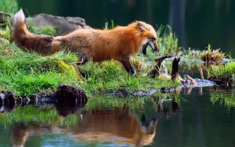 动物，狐狸，狐狸，狐狸，幼崽，自然，身体的水