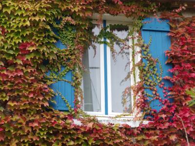 常春藤，窗口，油漆，秋天