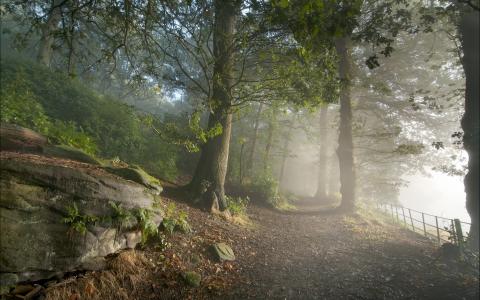 自然，森林，树木，雾，路径，对冲，石头