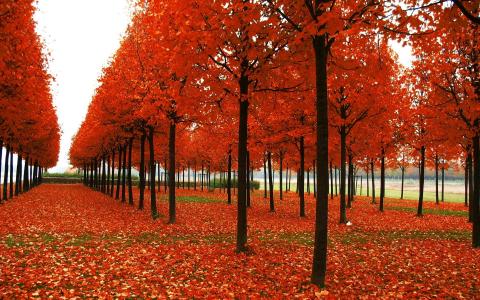 性质，秋季，猩红色，橙色，天空，叶子