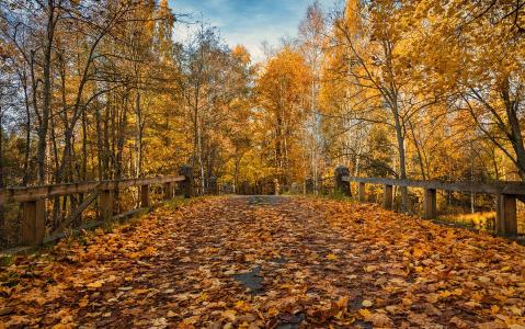 秋天，树木，叶子，桥，美丽