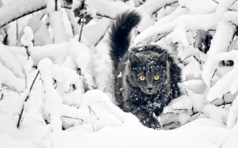 猫，黑猫，冬天，雪