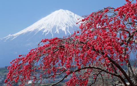 日本，春，性质，照片，樱花，树，山，天空，城市，河，鲜花