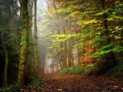 森林，树木，路，美女，秋季，金秋，路