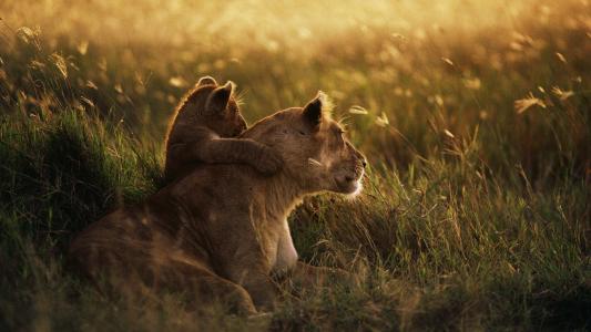 狮子，掠食者，照片，积极的，热带稀树草原