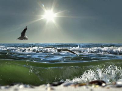 海鸥，海，波浪，太阳