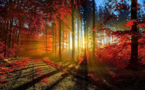 路径，阳光，树，秋天，叶子，红色