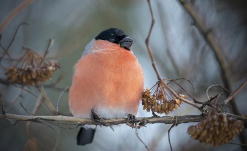 红腹灰雀，分支，冬天，鲁斯兰索科洛夫