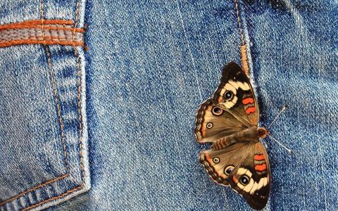 蝴蝶，牛仔裤，壮观