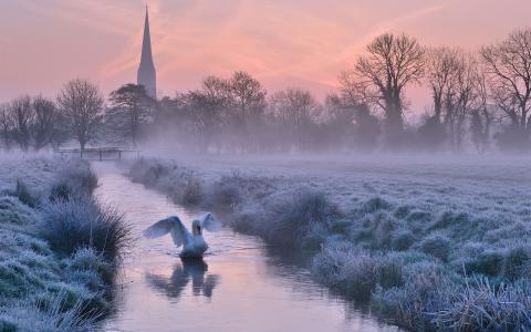英格兰，冬天，自然，天鹅，白霜，美丽，世界鸟类