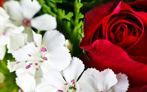白色，玫瑰，宏，绿色，花瓣，雌蕊，红色