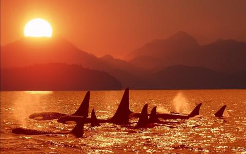 虎鲸，夕阳红，海洋，一群鲸鱼，鳍