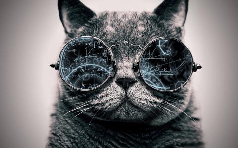 猫，眼镜，英国，图像，创意