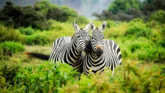 肯尼亚，自然，植被，果岭，动物，斑马，蒸汽