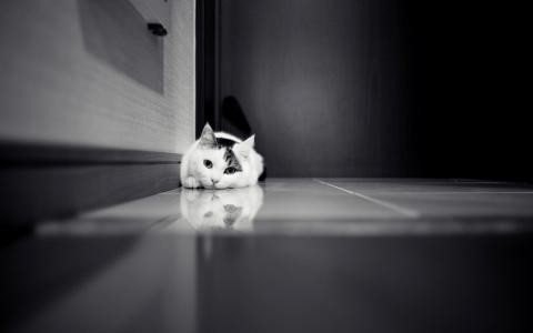 猫，地板，寂寞，黑色和白色，小猫，小猫