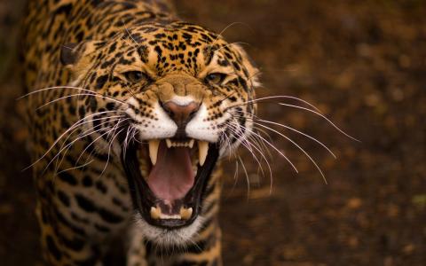 豹，愤怒，愤怒，侵略，猫，豹，捕食者，宏照片主题，美丽