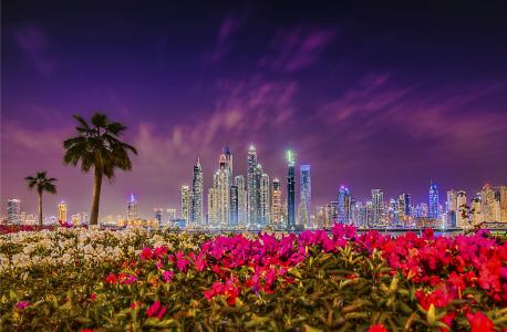 城市，日落，鲜花，棕榈树，建筑物，迪拜，迪拜，摩天大楼，灌木丛，阿联酋，阿联酋，杜鹃花，晚上，晚上，照明