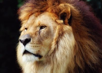 野兽之王，鬃毛，狮子座