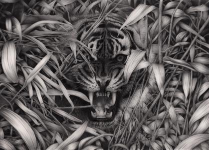 老虎，黑色和白色背景