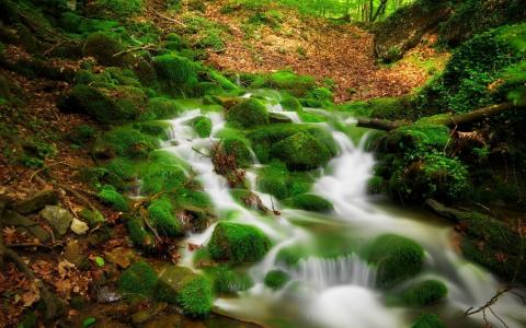 森林溪流，清澈的水岩石，绿色的青苔，落叶，高清
