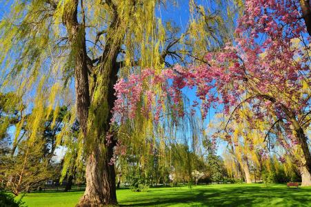公园，花园，树木，柳树，盛开，春天，长凳