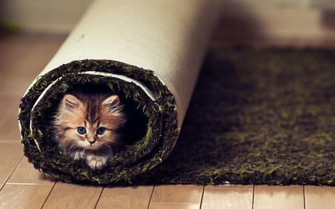 看，地毯，地板，小猫