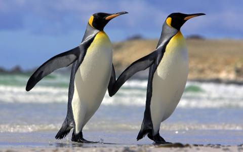 两只企鹅，手牵着手，吹