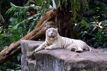 老虎，白色，丛林，石头，棕榈树，日志，累了