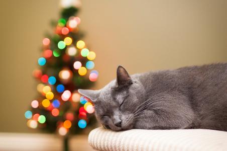 猫，灰色，猫，睡觉，圣诞树，树，灯，散景，假期