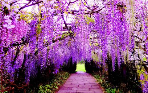 春天，紫藤，小径，丛林，隧道