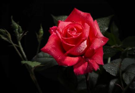 玫瑰，罗莎，黑色，红色，滴眼液，花
