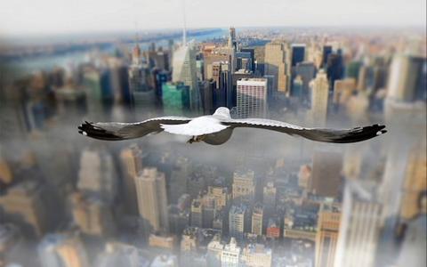 鸽子，从鸟瞰的纽约