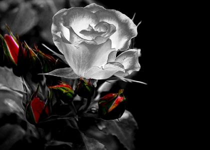 玫瑰，白，芽，黑暗的背景
