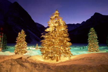 冬天，光，背光，晚上，圣诞树