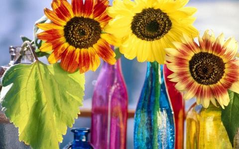 颜色，瓶，不同的向日葵，组成