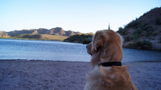 金毛猎犬亚利桑那州湖泊壁纸