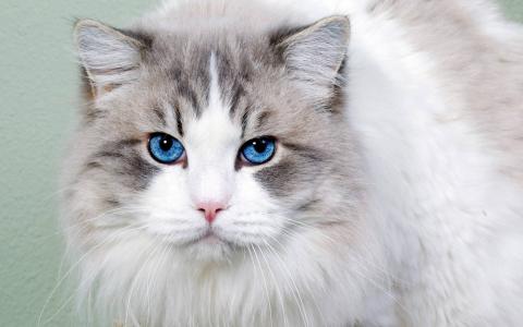 蓝眼睛猫