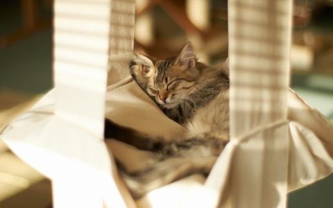美妙的猫休息壁纸