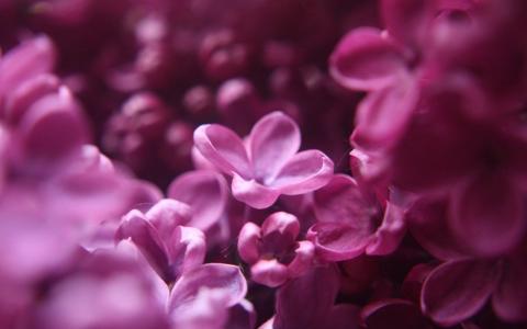 粉红色的丁香花