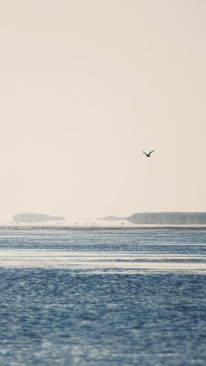 早上平静的海洋海洋鸟iPhone 5壁纸