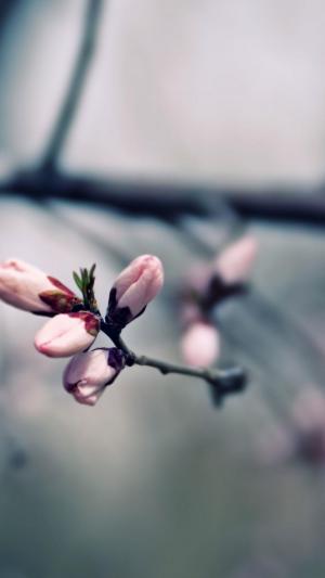 宏粉红色开花的树花iPhone 6 Plus高清壁纸
