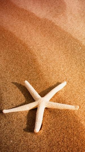 海星和沙子iPhone 6墙纸