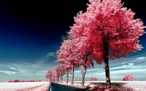 路边粉红色的树木Mac壁纸