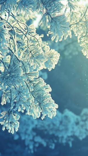 阳光冬季树冰霜iPhone 5壁纸