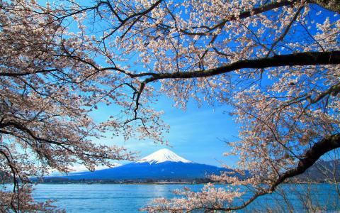 樱花和富士山Mac壁纸