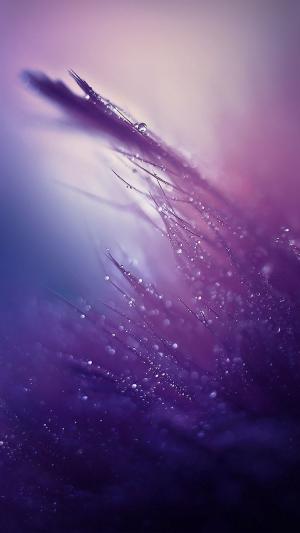 露滴雨滴紫色的iPhone 6壁纸