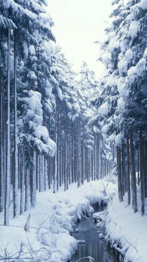 积雪的森林小河iPhone 6壁纸
