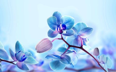 蓝色的兰花花Mac壁纸